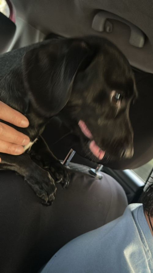 Nala