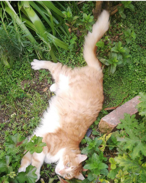 Gaturro