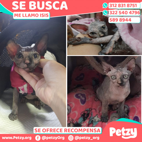 Foto de mascota Isis