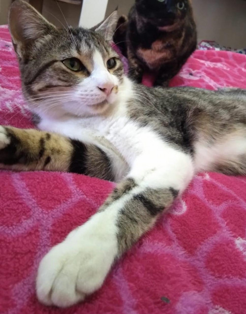 Luna Y Pola