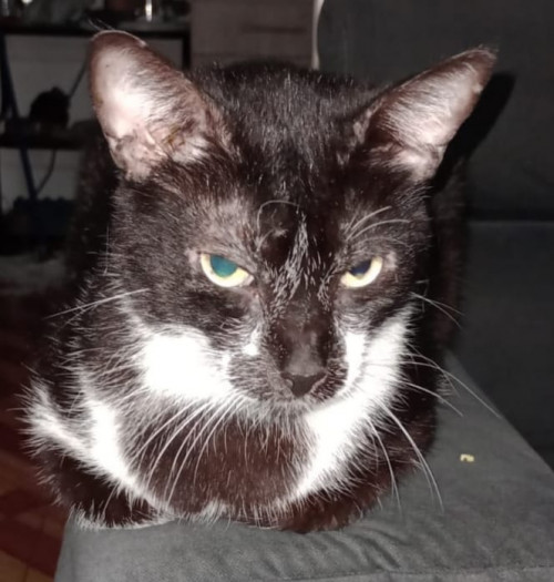 Tom