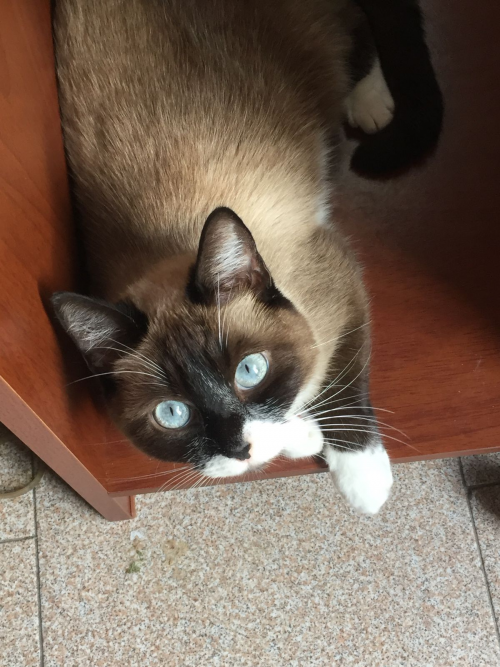 Mía