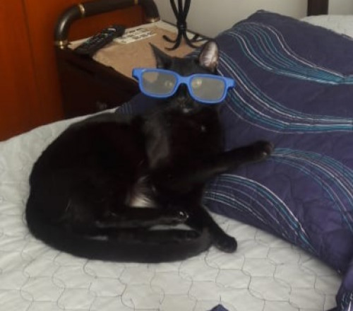 Chimuelo