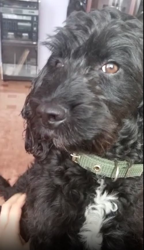 Toby