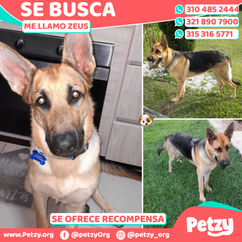 Foto de mascota Zeus