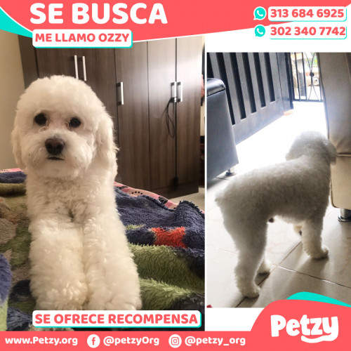 Foto de mascota Ozzy