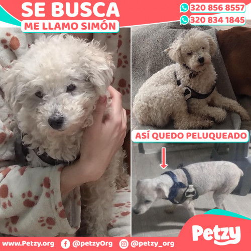 Foto de mascota Simón