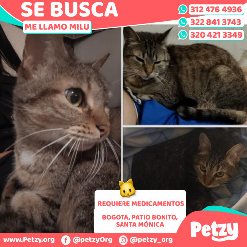 Foto de mascota Milu