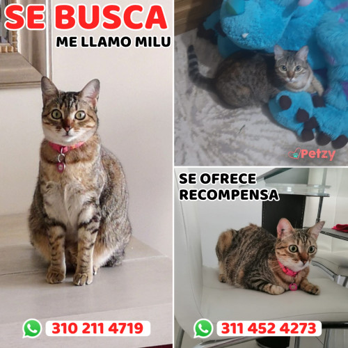 Foto de mascota Milu