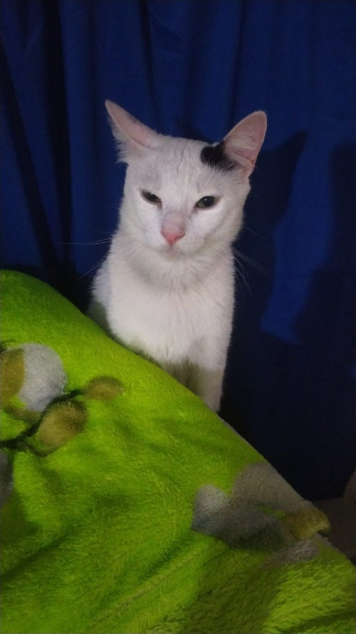 Gil