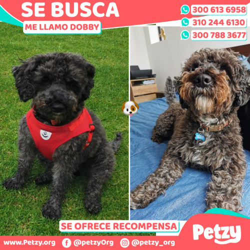 Foto de mascota Dobby