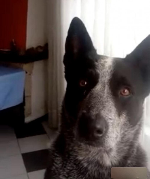 Bruno