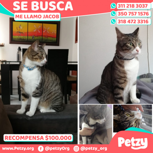 Foto de mascota Jacob