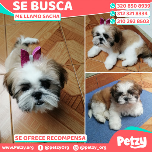 Foto de mascota Sacha