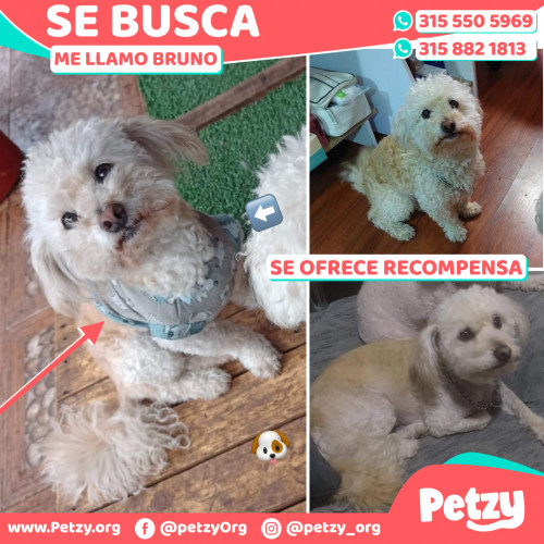 Foto de mascota Bruno