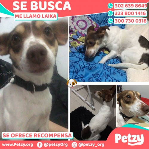 Foto de mascota Laika