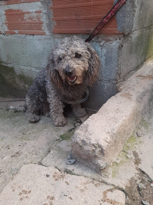 Simón