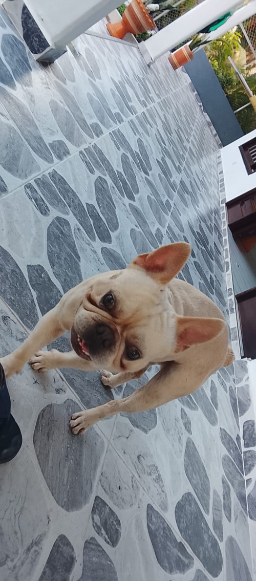 Mokus