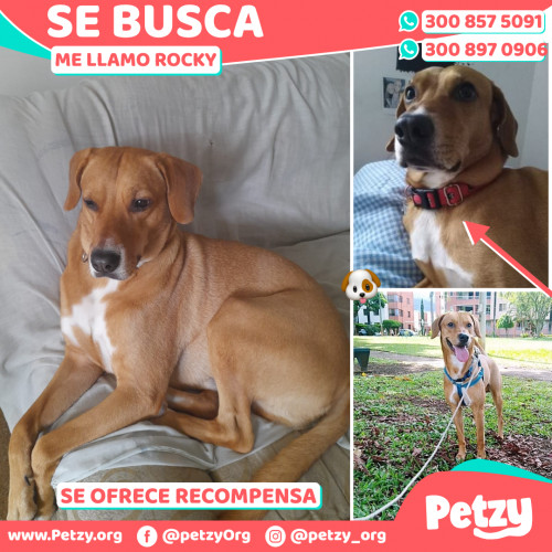 Foto de mascota Rocky