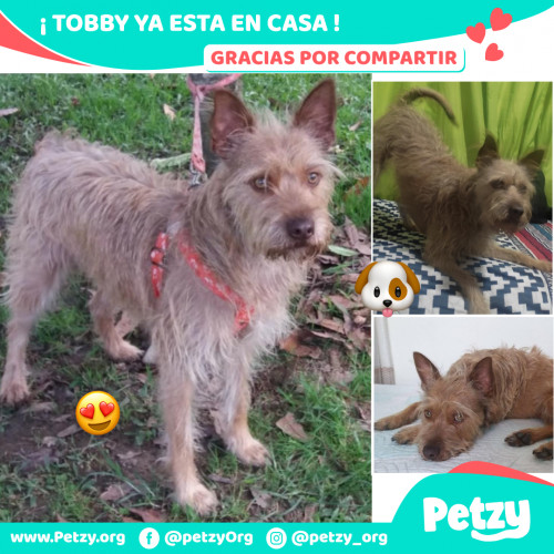 Foto de mascota Tobby
