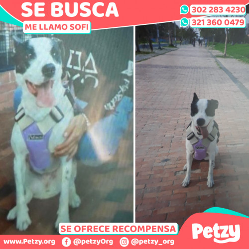 Foto de mascota Sofi