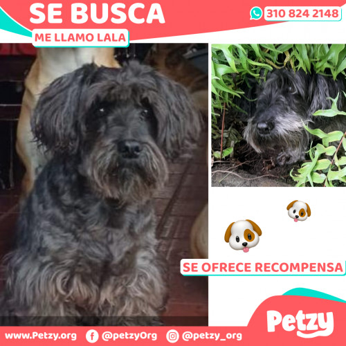 Foto de mascota Lala