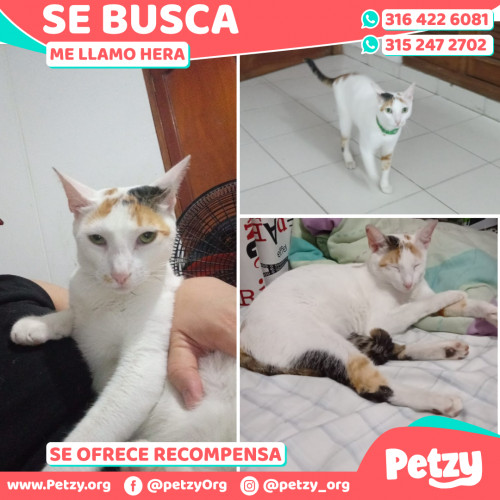 Foto de mascota Hera