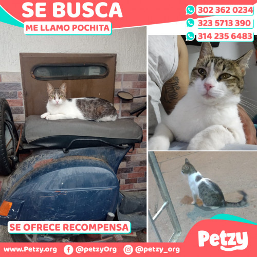 Foto de mascota Pochita