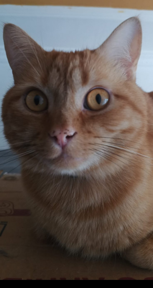 Kin