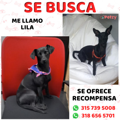 Foto de mascota Lila