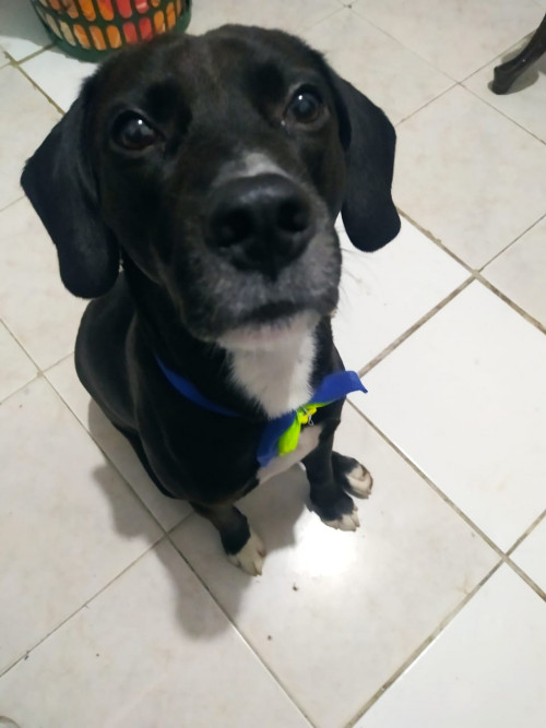 Negro