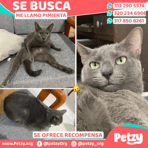 Foto de mascota Pimienta