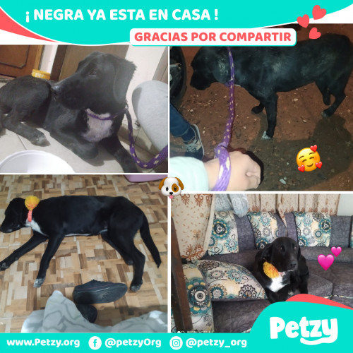 Foto de mascota Negra