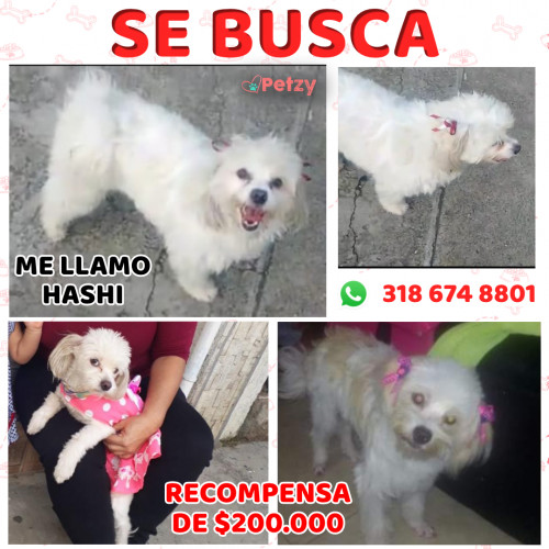 Foto de mascota Hashi