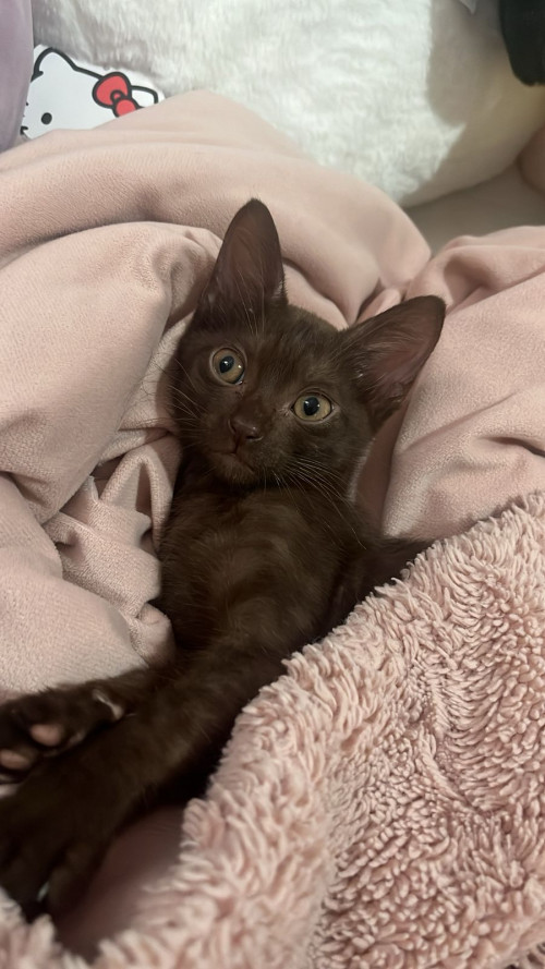 Cacao