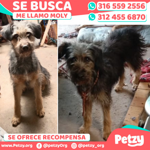 Foto de mascota Moly