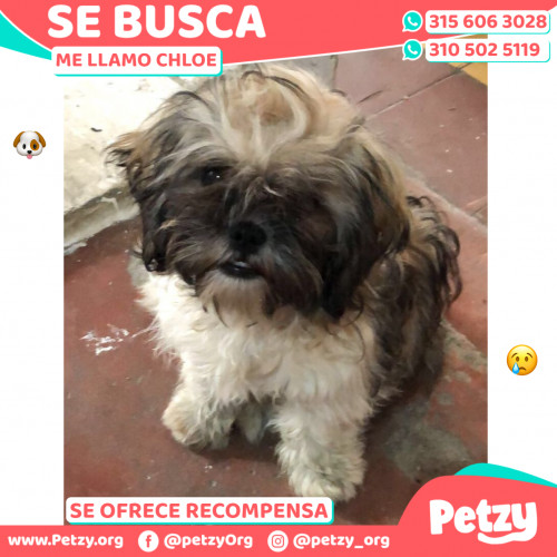 Foto de mascota Chloe