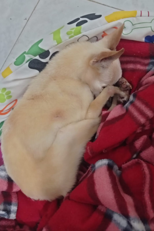 Fresita