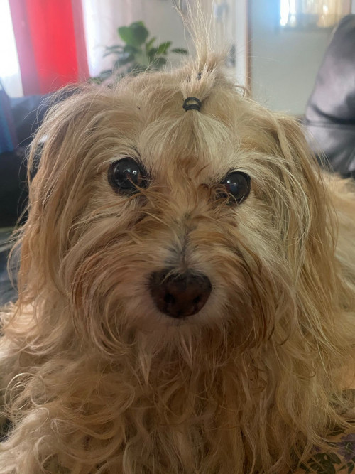 Lulu