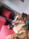 Foto de Rocky en Medellín Antioquia #0