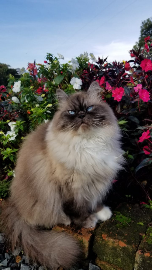 Romeo