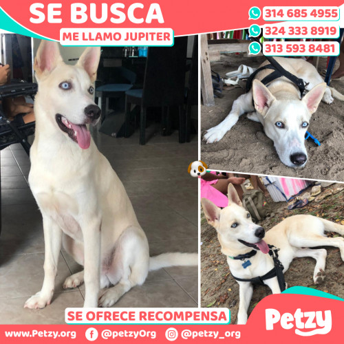 Foto de mascota Jupiter