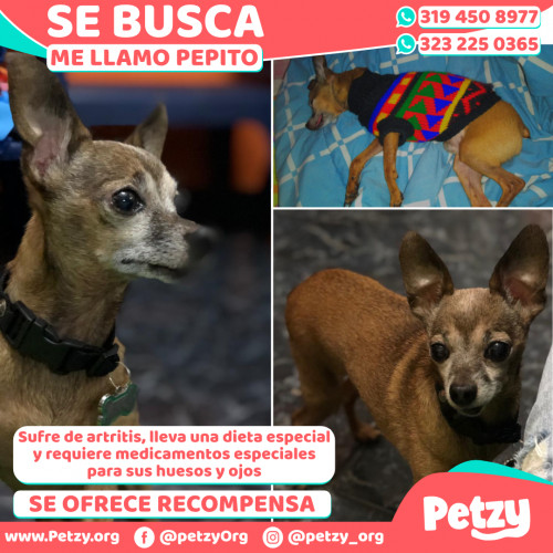 Foto de mascota Pepito