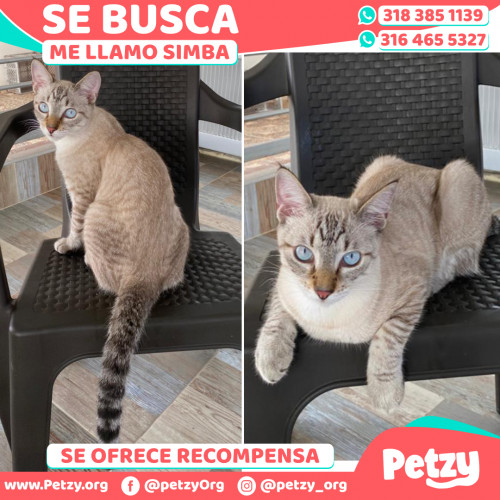 Foto de mascota Simba