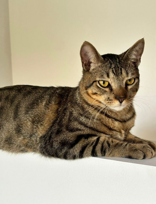 Gato