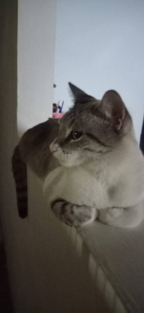 Molly