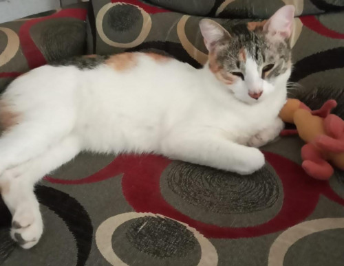 Nala