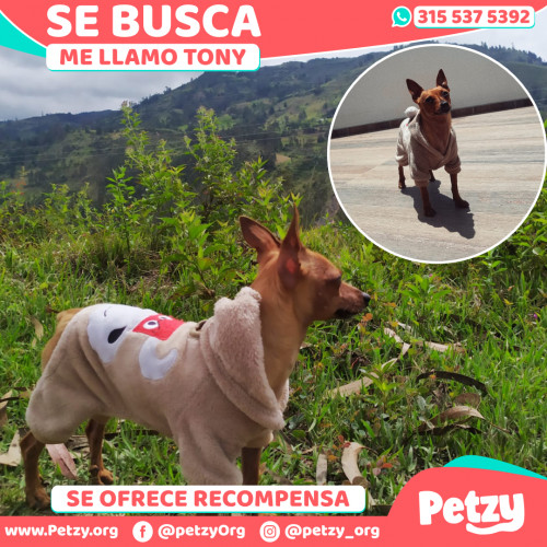 Foto de mascota Tony