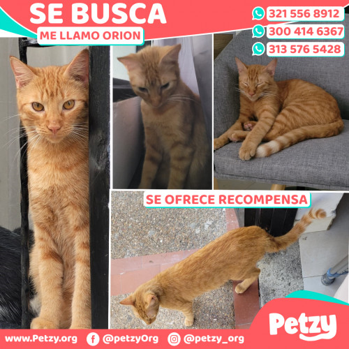 Foto de mascota Orion