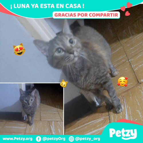 Foto de mascota Luna